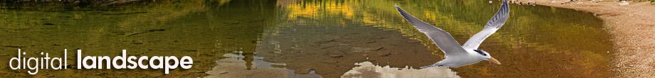 Digital Landscape